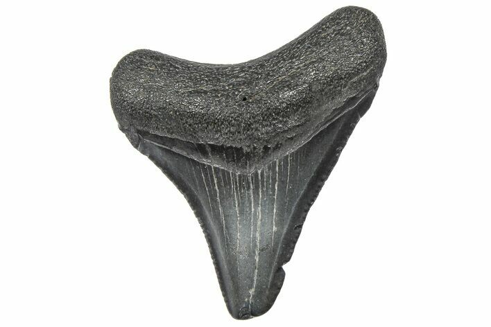 Serrated, Juvenile Megalodon Tooth - South Carolina #360927